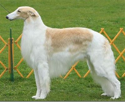 Top Best of Opposite Sex Borzoi 2013